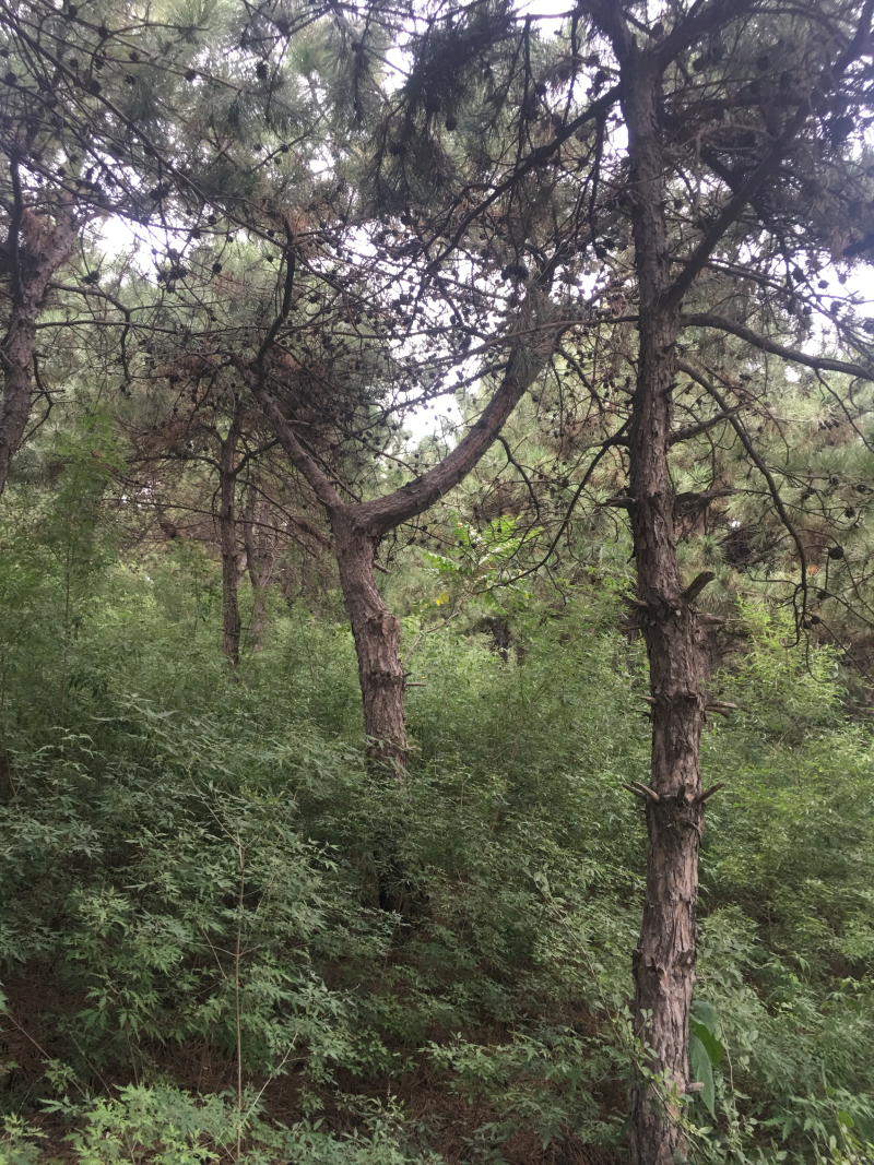 18_20的油松，能出土球，能进车，