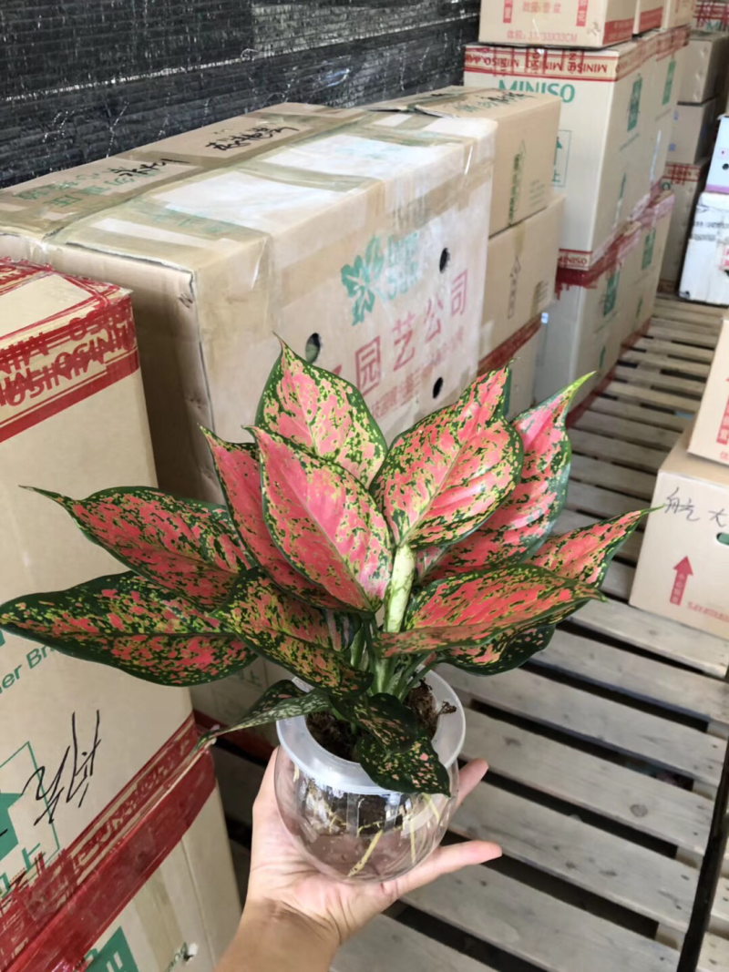 水培如意