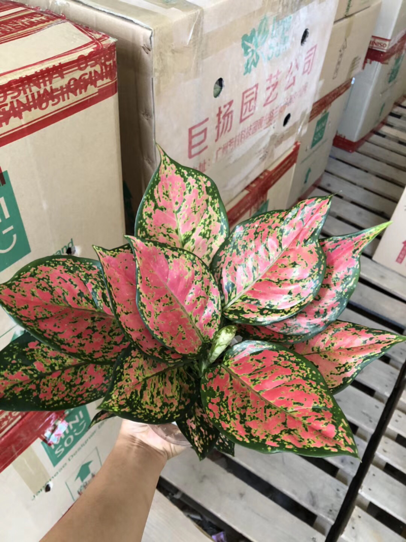 水培如意