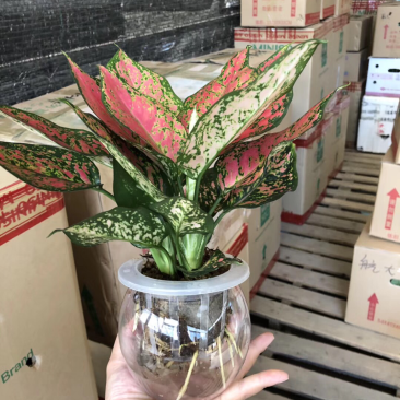 水培如意