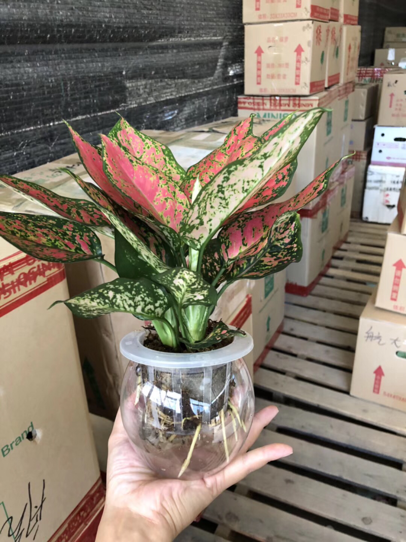 水培如意