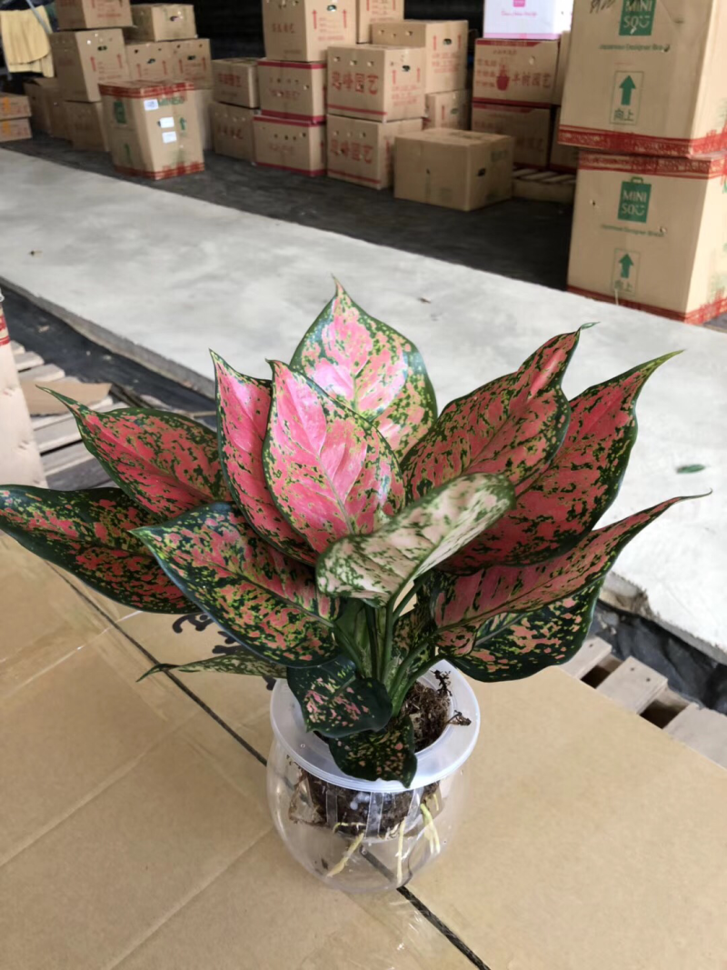 水培如意