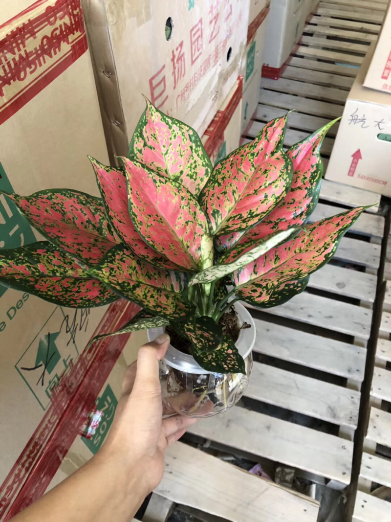 水培如意