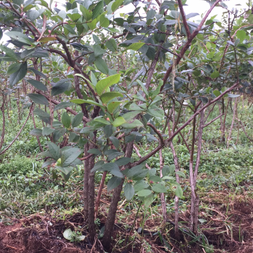 蓝莓苗出售，8年的苗，每颗每年下果1.5公斤以上！