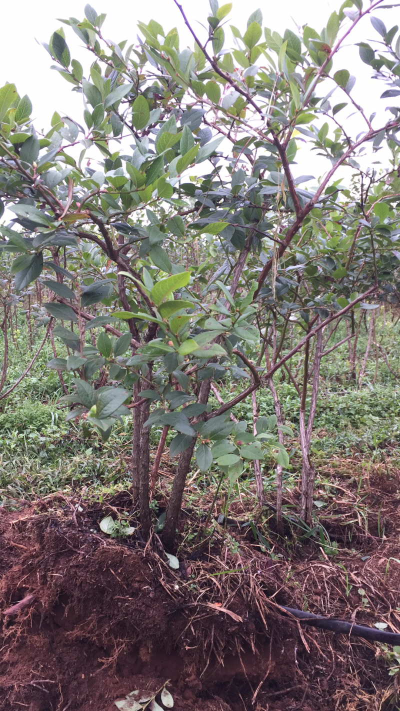 蓝莓苗出售，8年的苗，每颗每年下果1.5公斤以上！