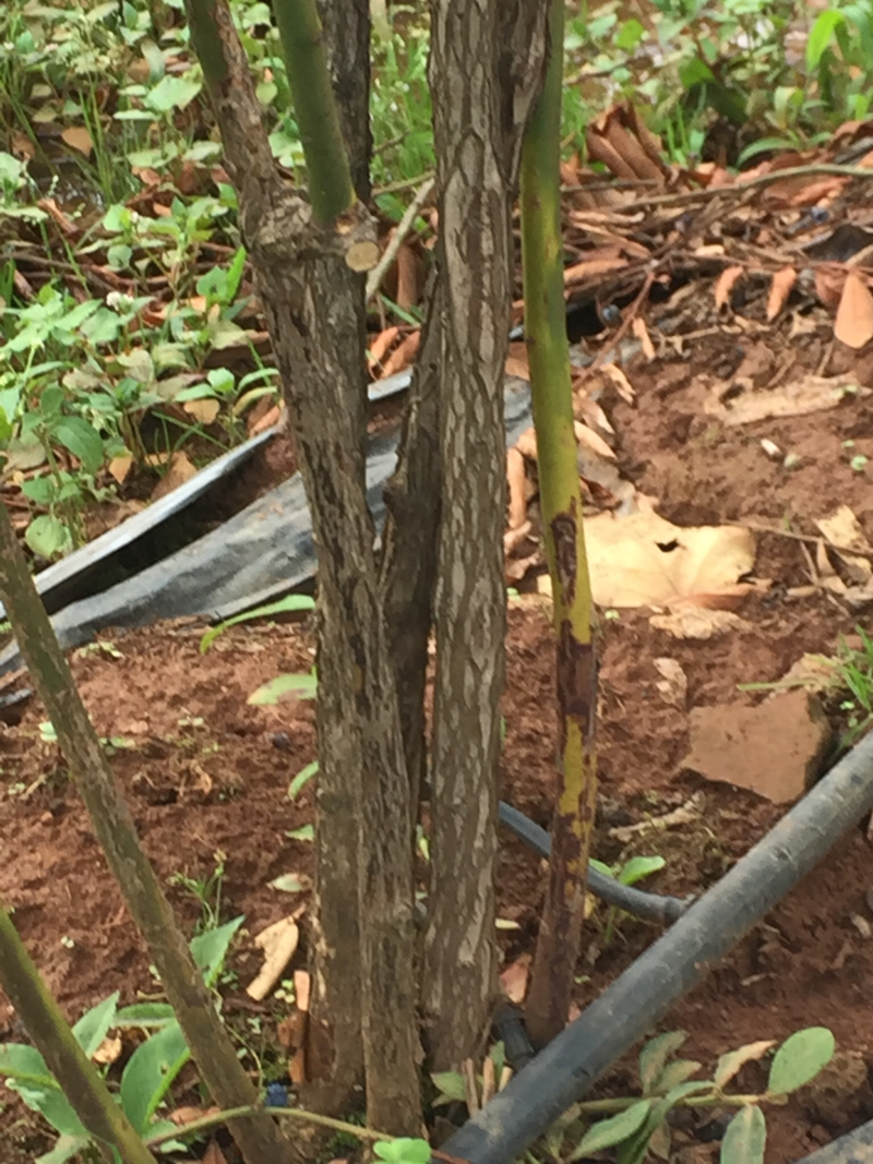 蓝莓苗出售，8年的苗，每颗每年下果1.5公斤以上！