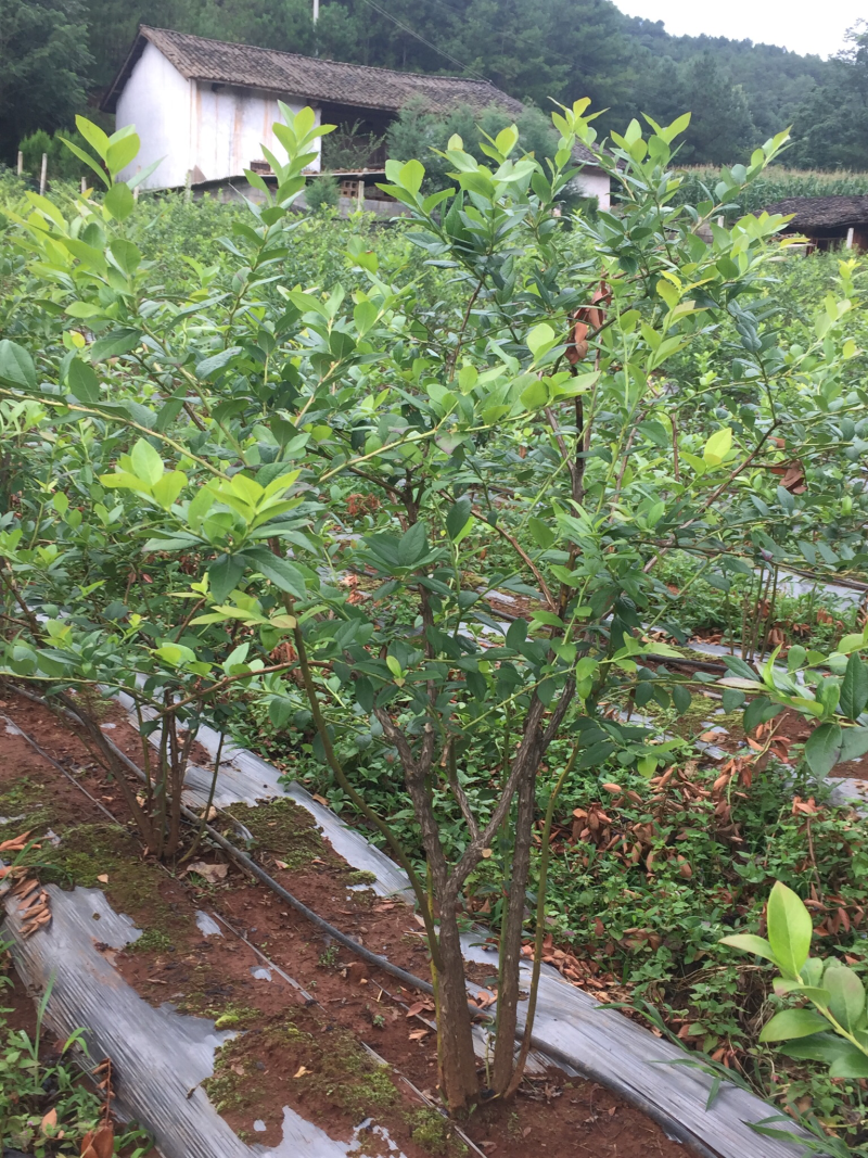 蓝莓苗出售，8年的苗，每颗每年下果1.5公斤以上！