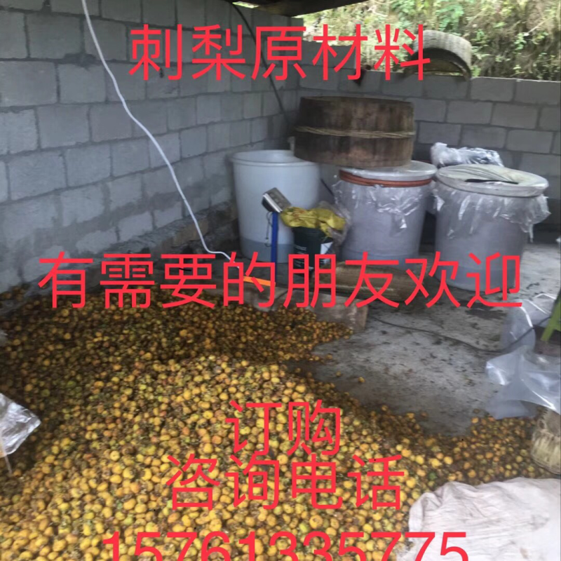刺梨子酒。纯野生