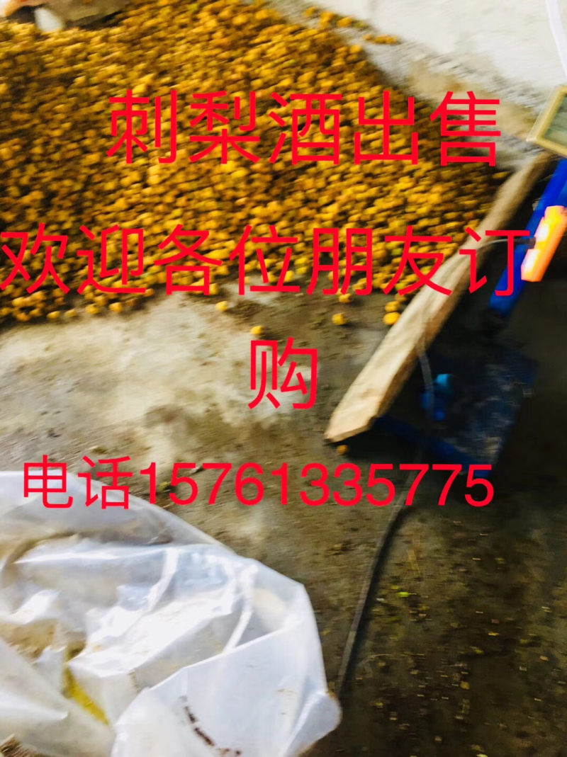 刺梨子酒。纯野生