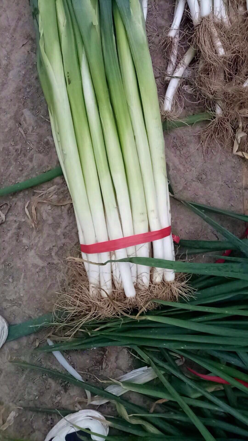大葱