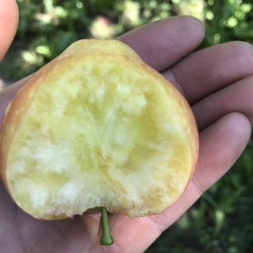 牛奶苹果奶香味儿的苹果