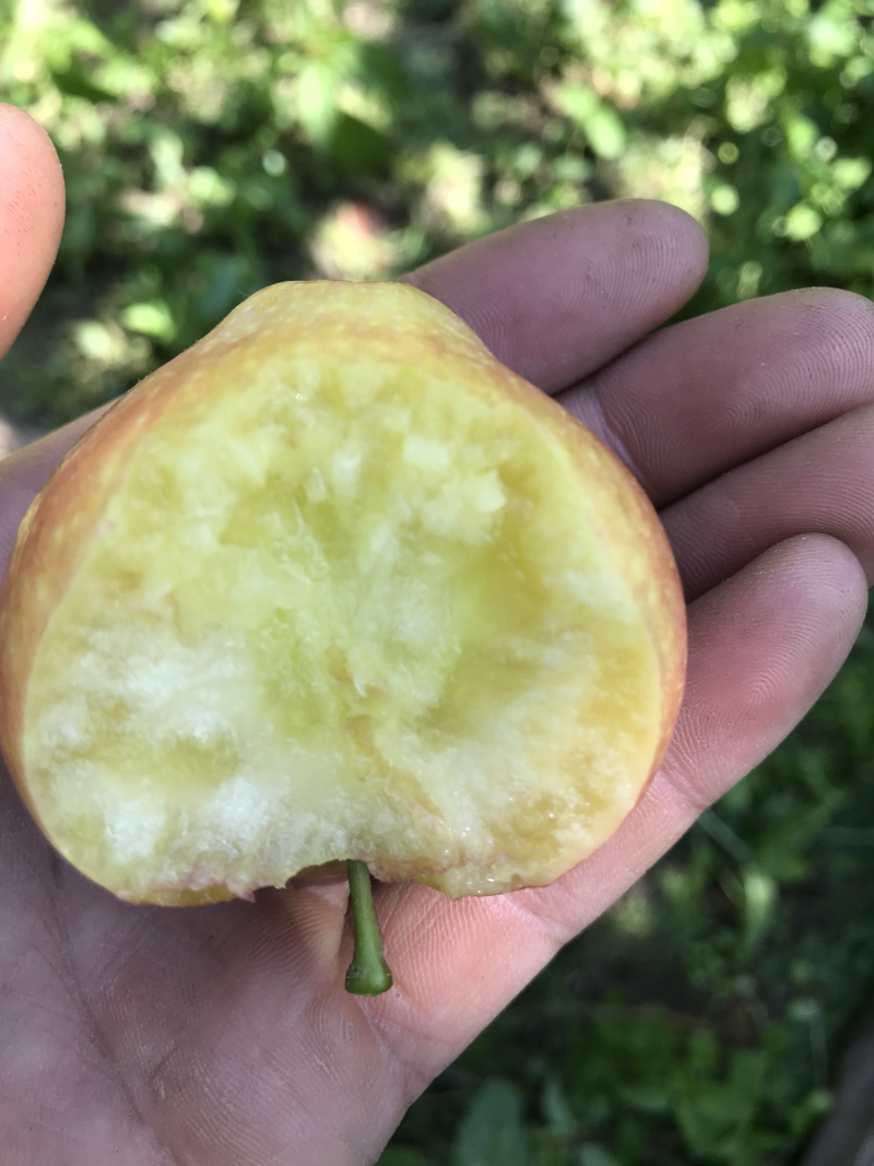 牛奶苹果奶香味儿的苹果