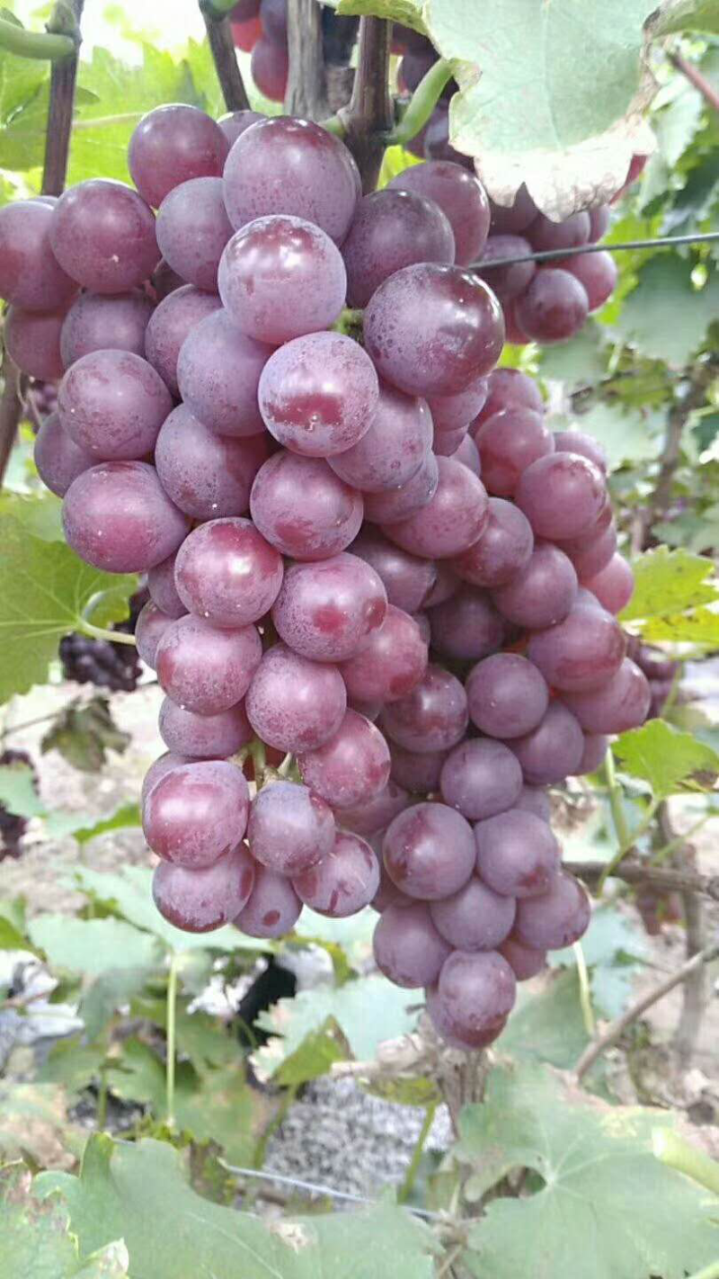 巨峰葡萄，葡萄巨峰精品葡萄单串一斤以上陆地巨峰