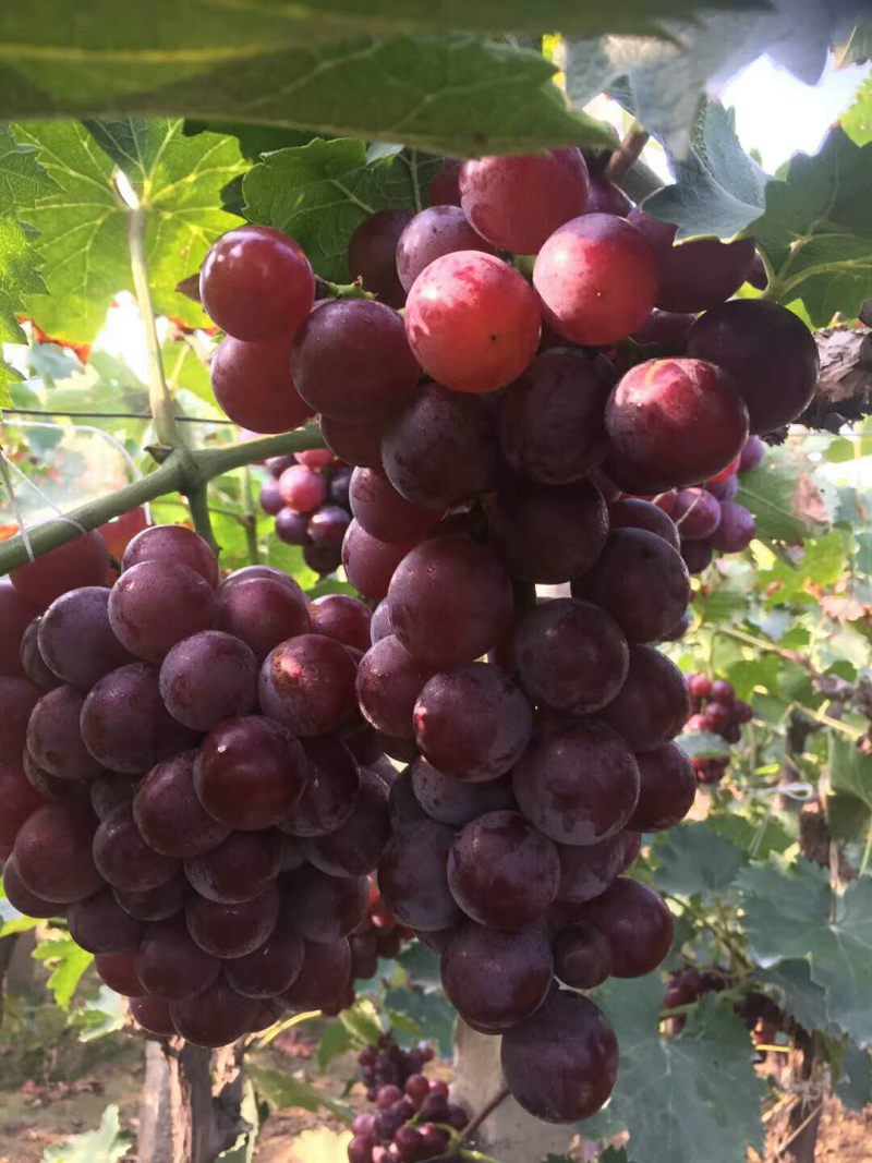 巨峰葡萄，葡萄巨峰精品葡萄单串一斤以上陆地巨峰