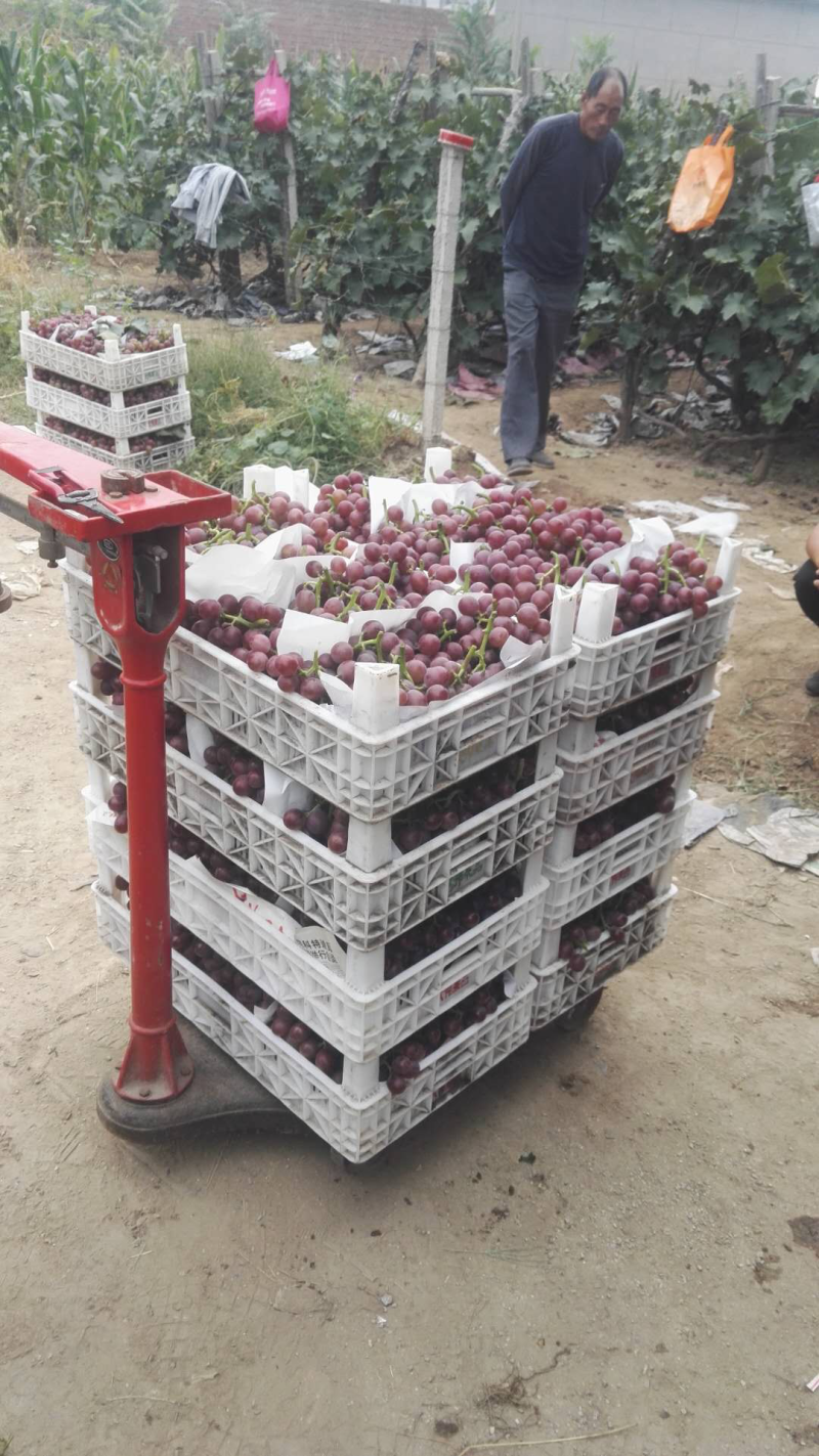 巨峰葡萄，葡萄巨峰精品葡萄单串一斤以上陆地巨峰
