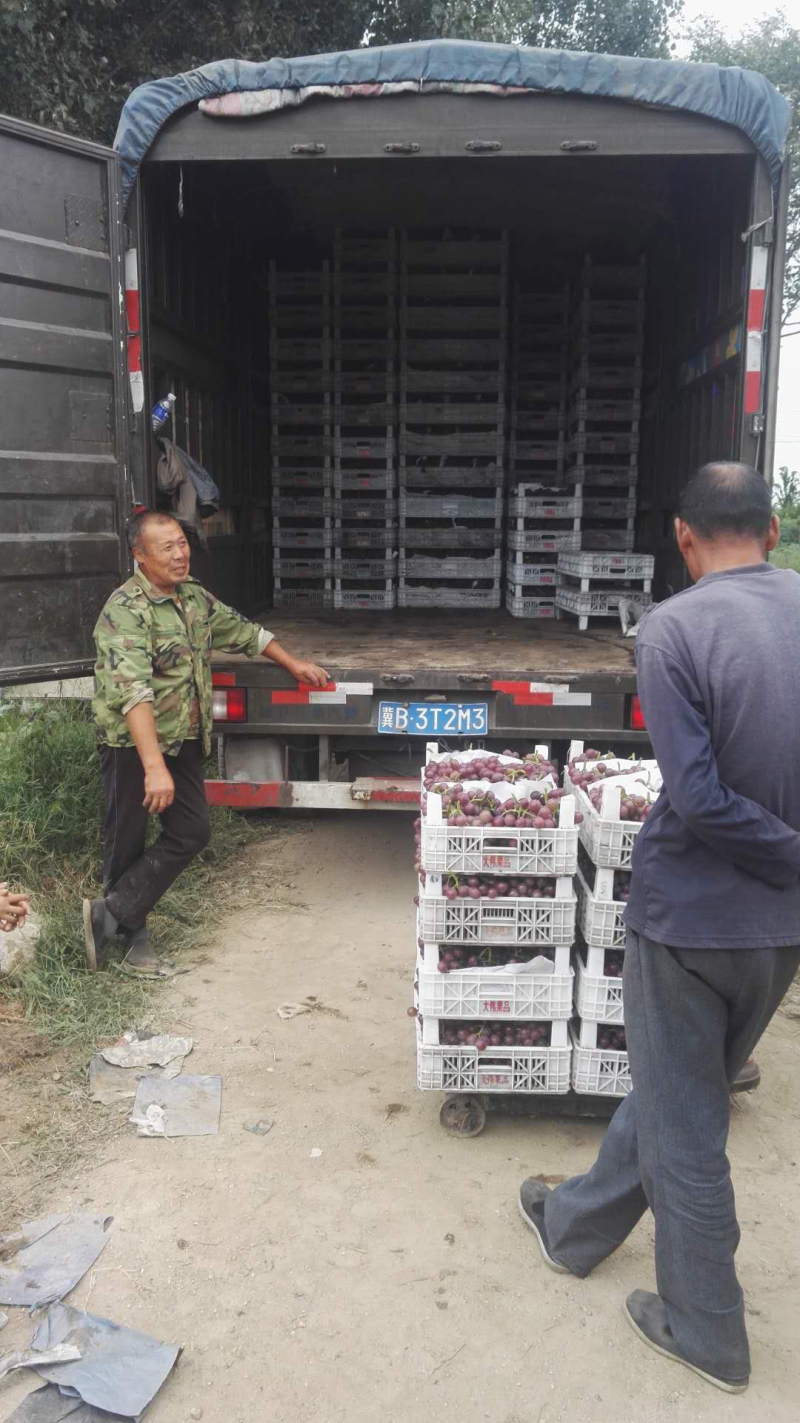 巨峰葡萄，葡萄巨峰精品葡萄单串一斤以上陆地巨峰