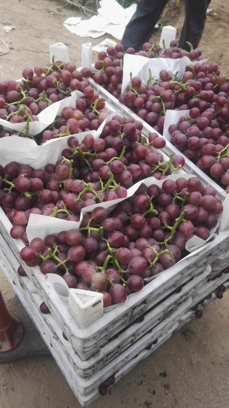 巨峰葡萄，葡萄巨峰精品葡萄单串一斤以上陆地巨峰