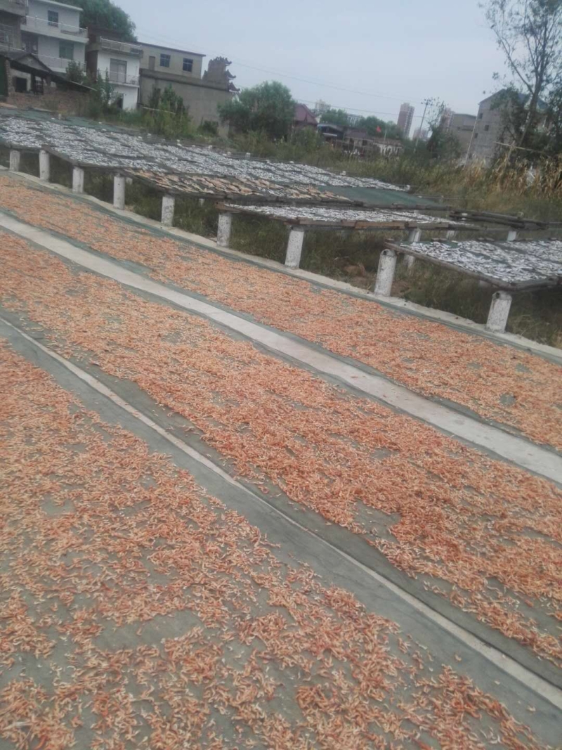 日晒虾干河虾无盐生晒青虾红虾