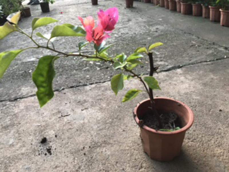 三角梅30~50cm