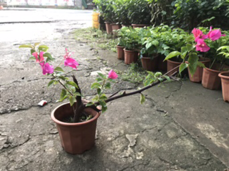 三角梅30~50cm