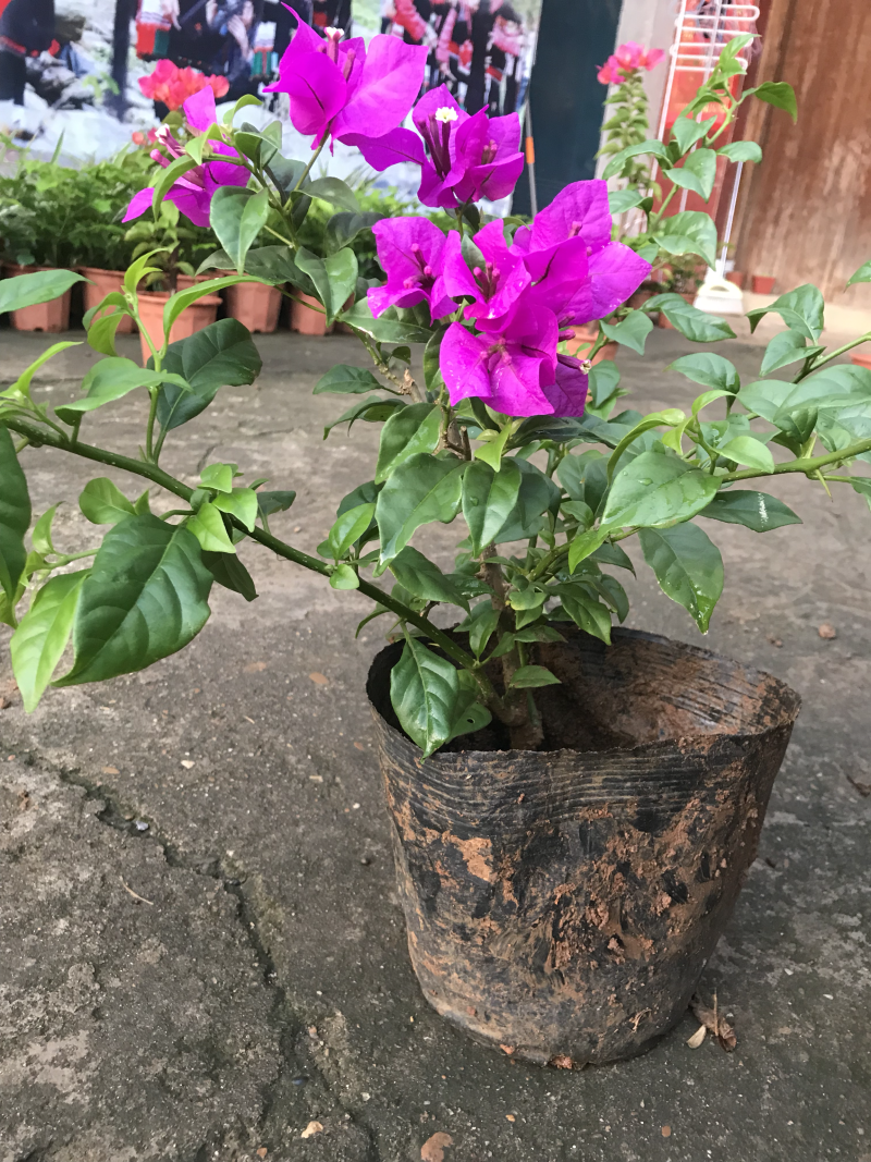 三角梅30~50cm