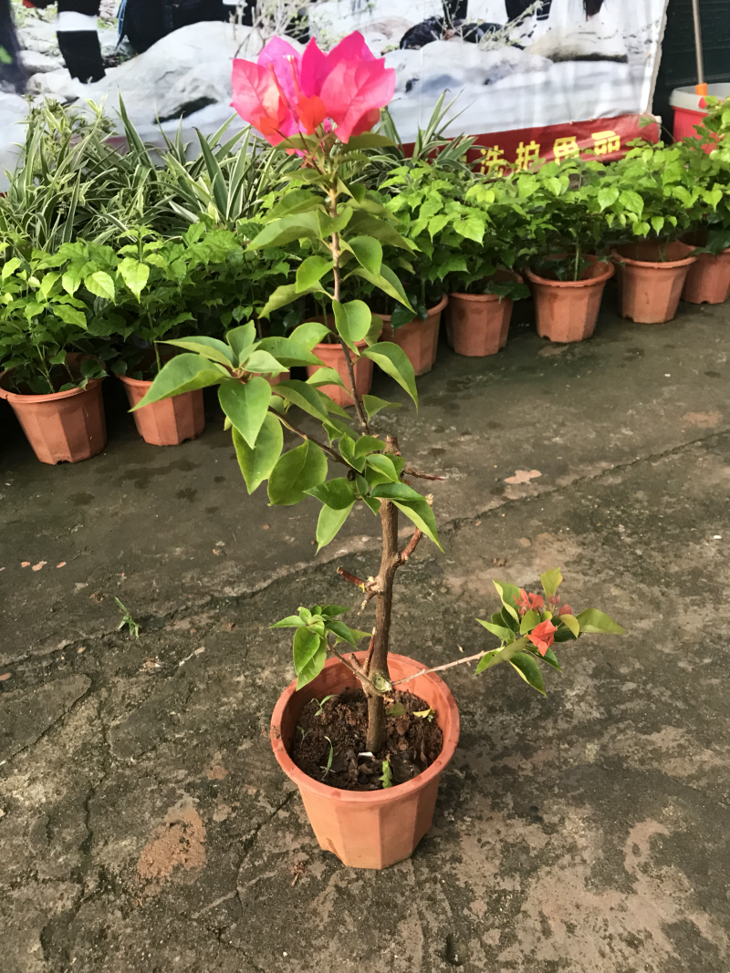 三角梅30~50cm