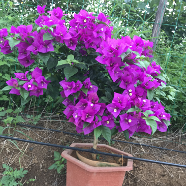 云南紫色三角梅，四季花常开，好养，可耐寒耐热