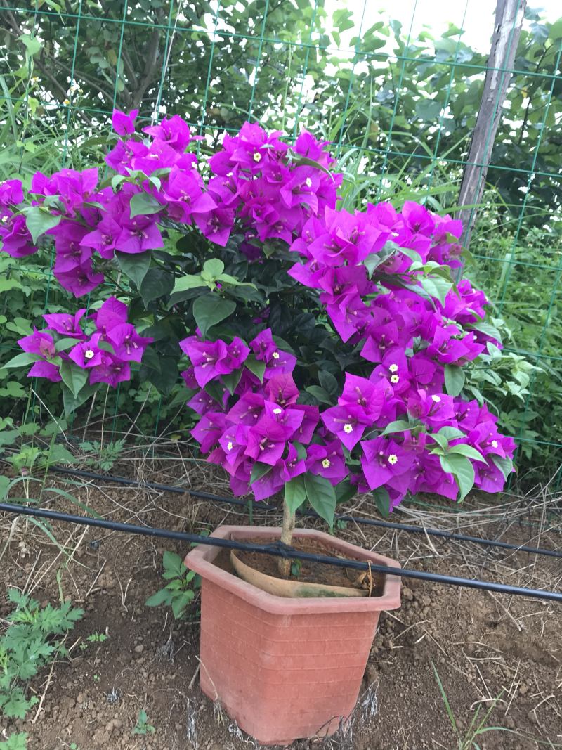 云南紫色三角梅，四季花常开，好养，可耐寒耐热