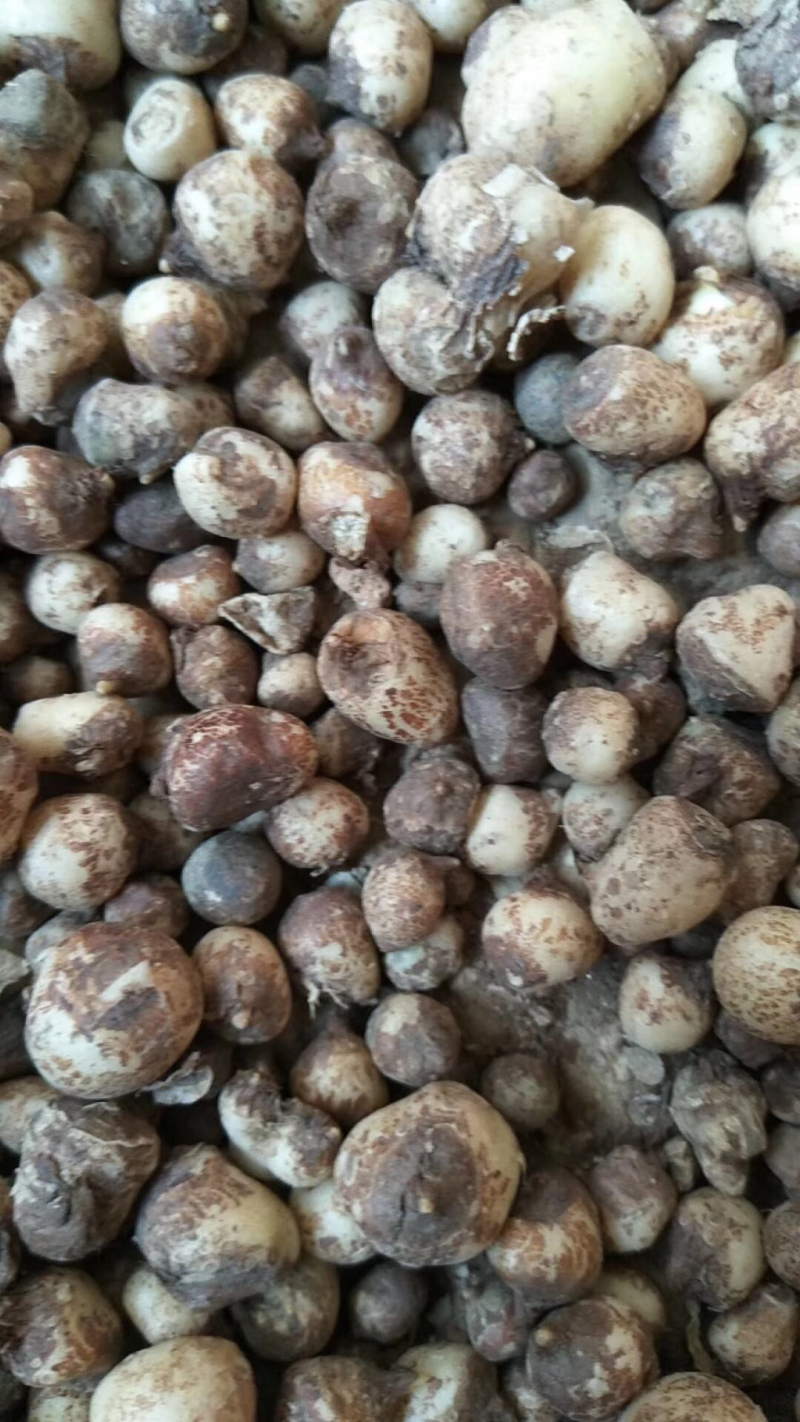 旱半夏种子
