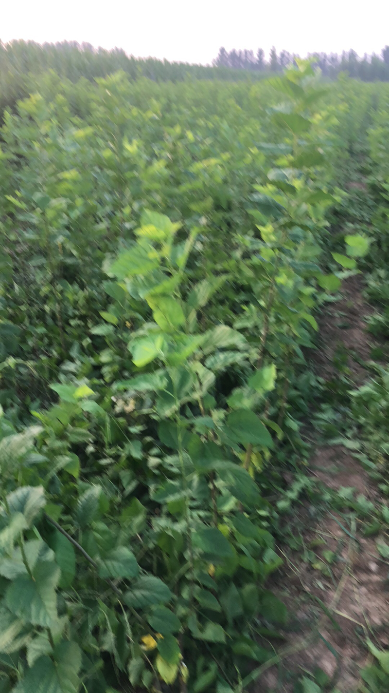 优质嫁接黑珍珠桑葚椹苗量大从优，欢迎选购！