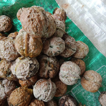 核桃果