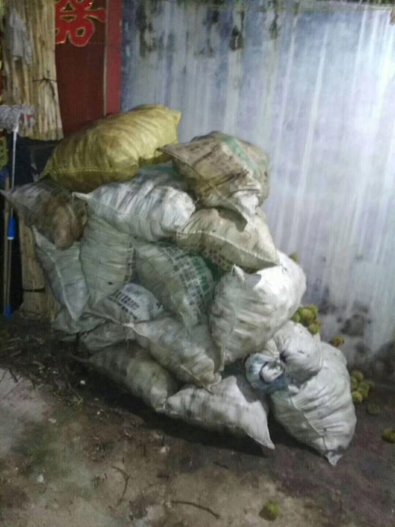 泰山板栗个大美观老家山地手工送礼首选
