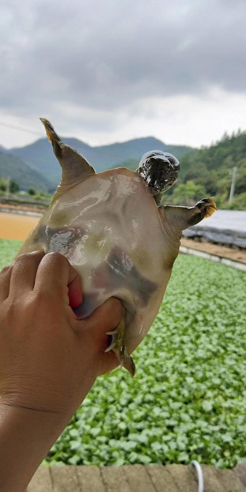 生态甲鱼。欢迎购买。