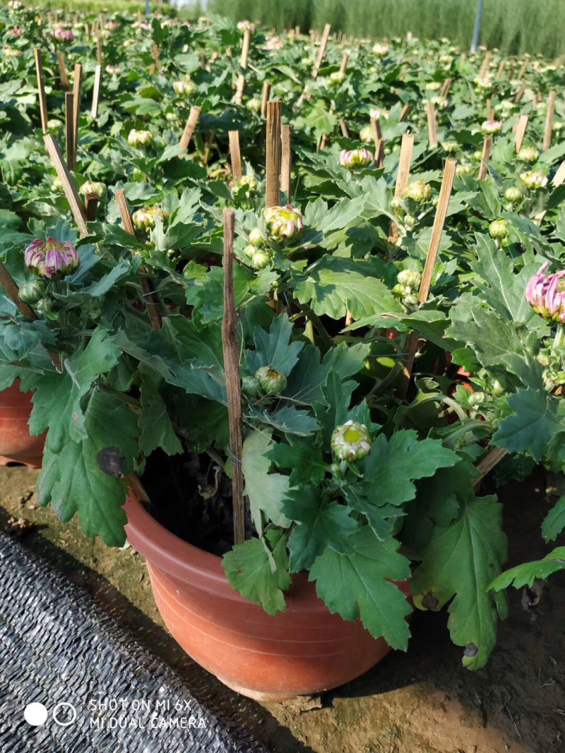 菊花，球菊，大菊花，九月菊，双色盆，250盆