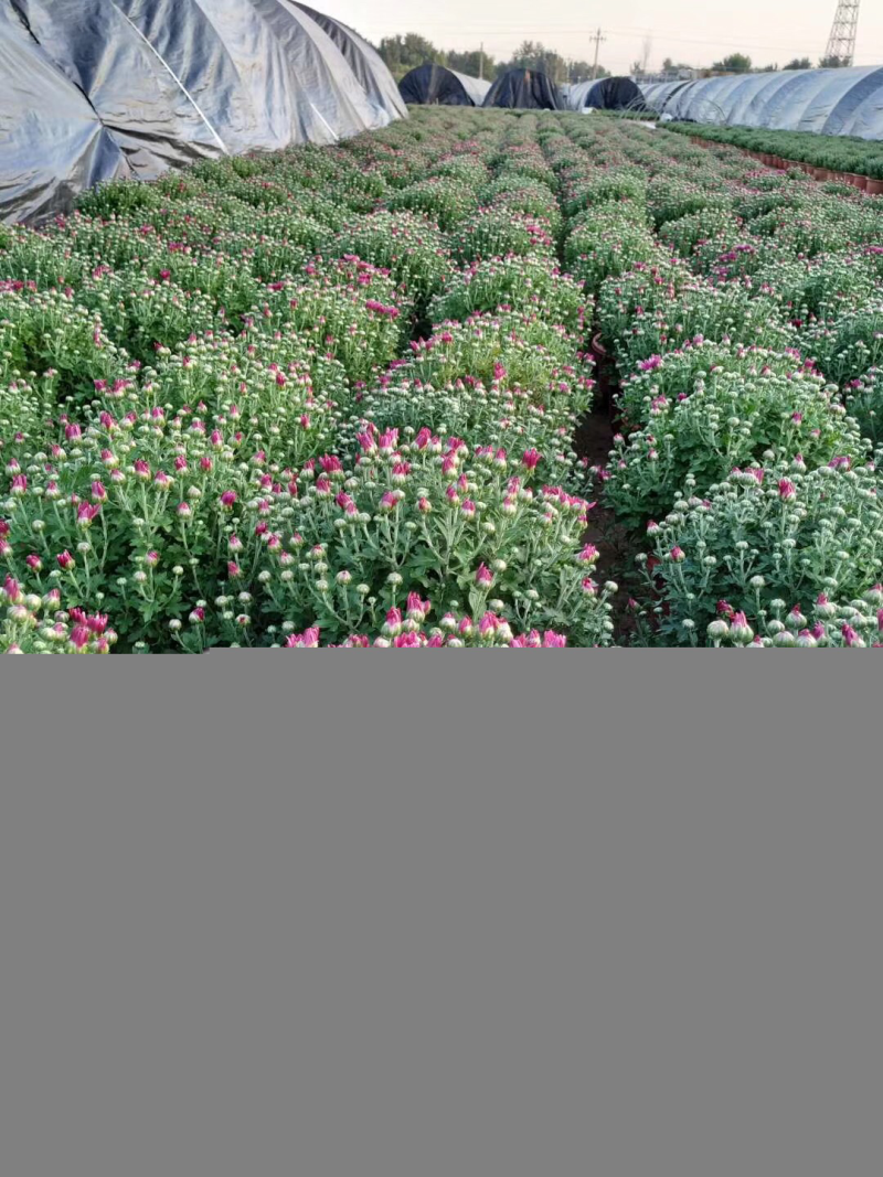 菊花，球菊，大菊花，九月菊，双色盆，250盆