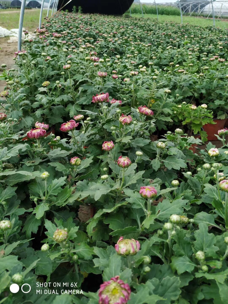 菊花，球菊，大菊花，九月菊，双色盆，250盆