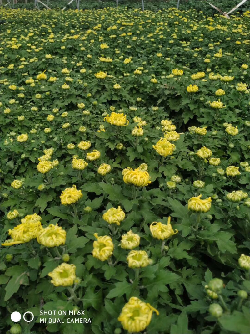 菊花，球菊，大菊花，九月菊，双色盆，250盆