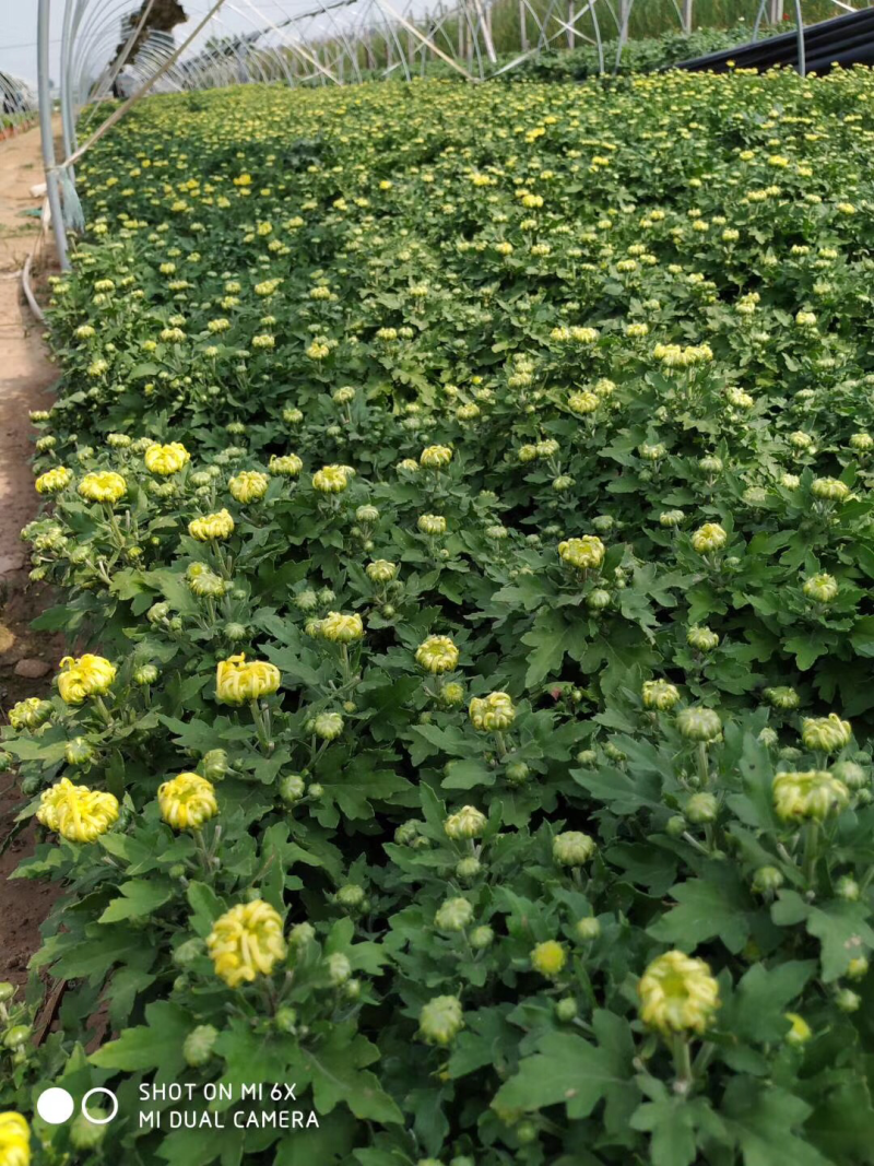 菊花，球菊，大菊花，九月菊，双色盆，250盆