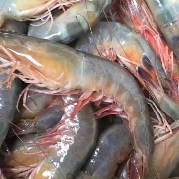 对虾