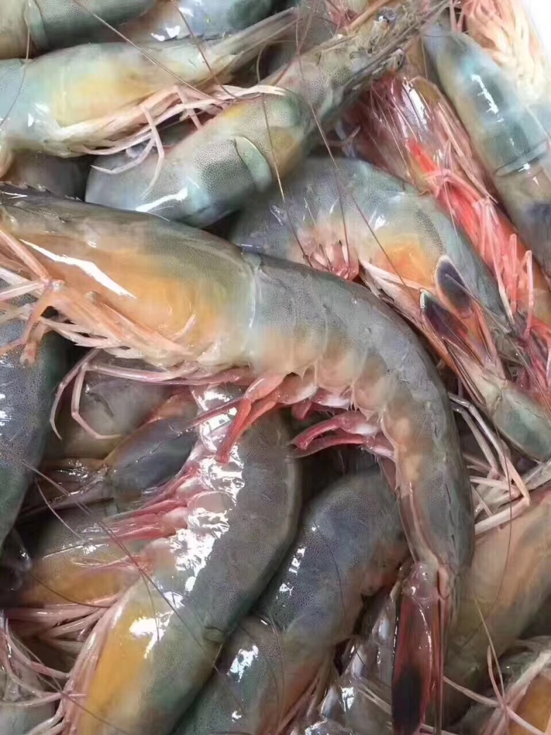 对虾