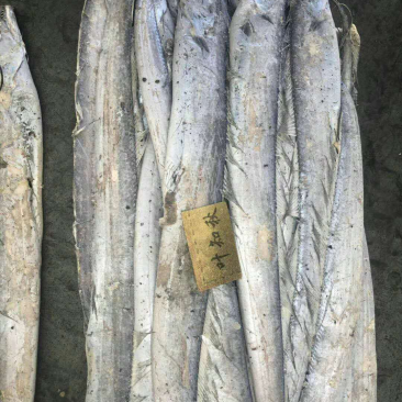 带鱼