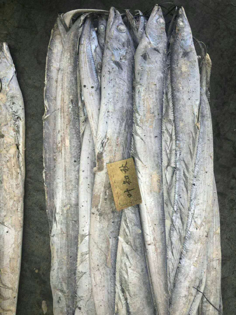 带鱼