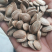 熟瓜篓子。奶油味