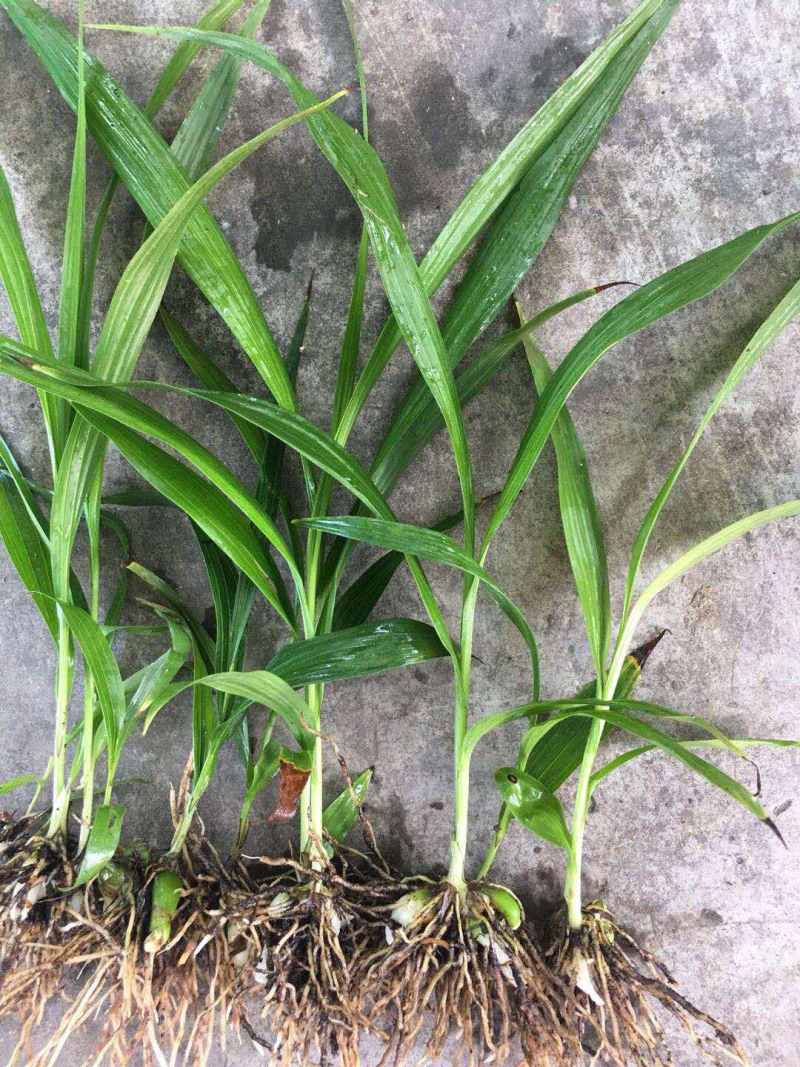 紫花三叉白芨，大白芨，白芨种苗，紫花白芨