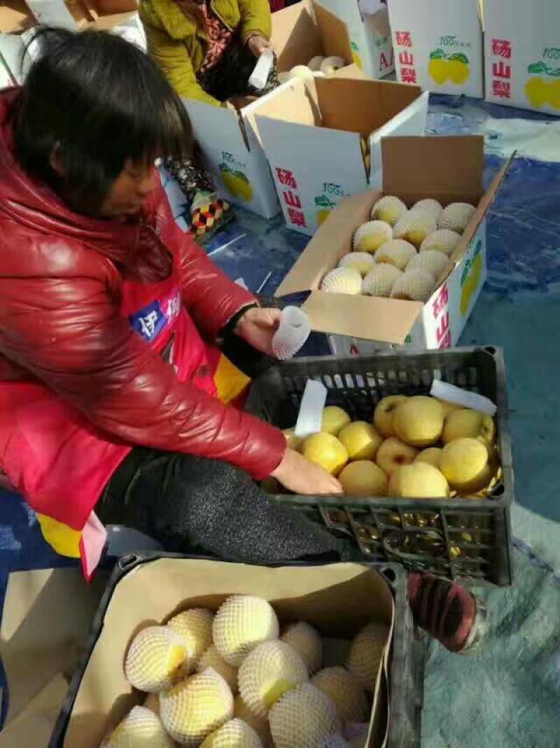 砀山梨250~300g光果