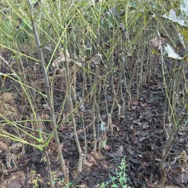 辽核核桃苗二年苗50~100cm
