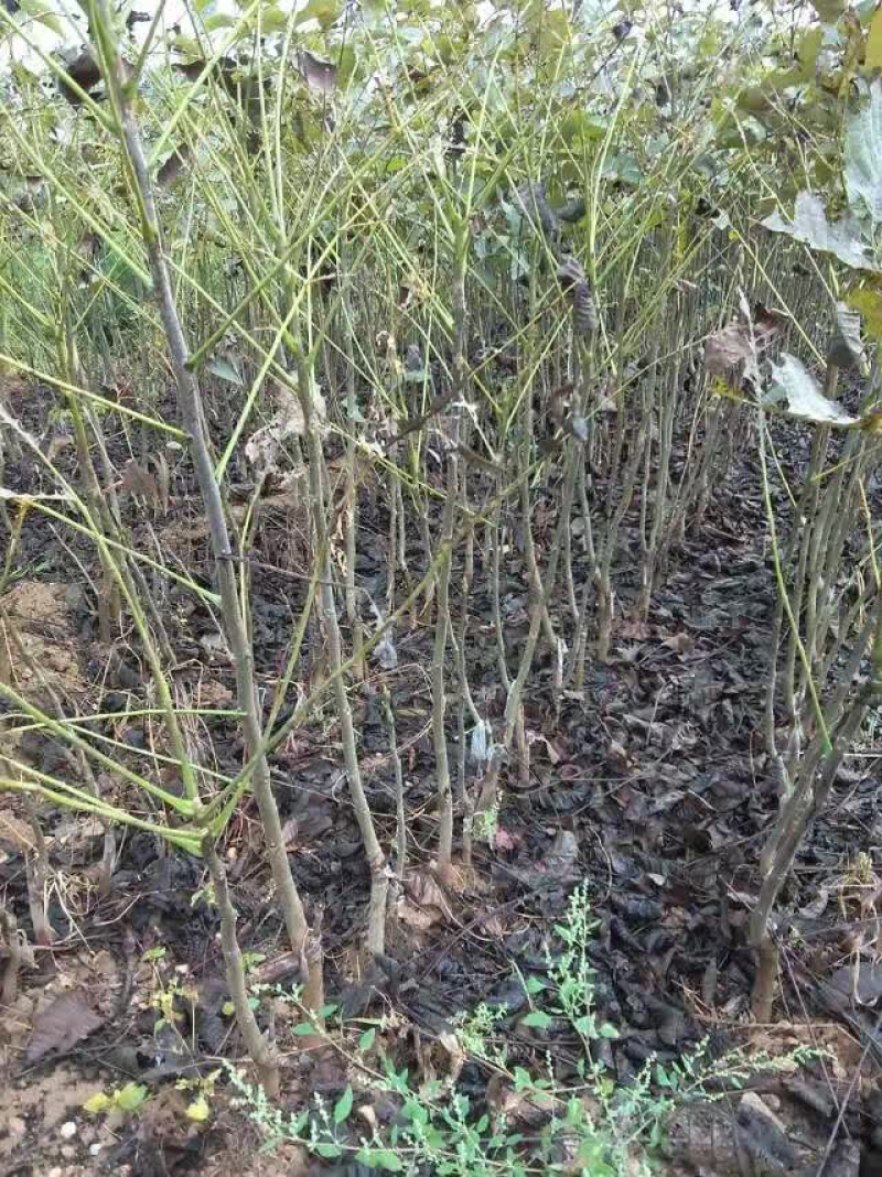 辽核核桃苗二年苗50~100cm