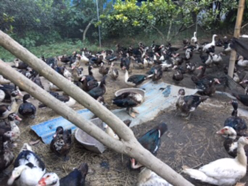 小岩旱鸭子养殖基地