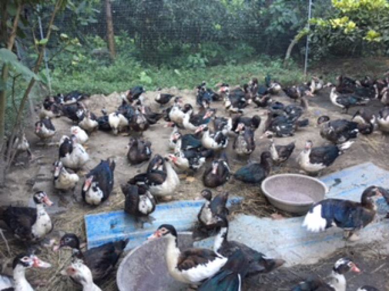 小岩旱鸭子养殖基地