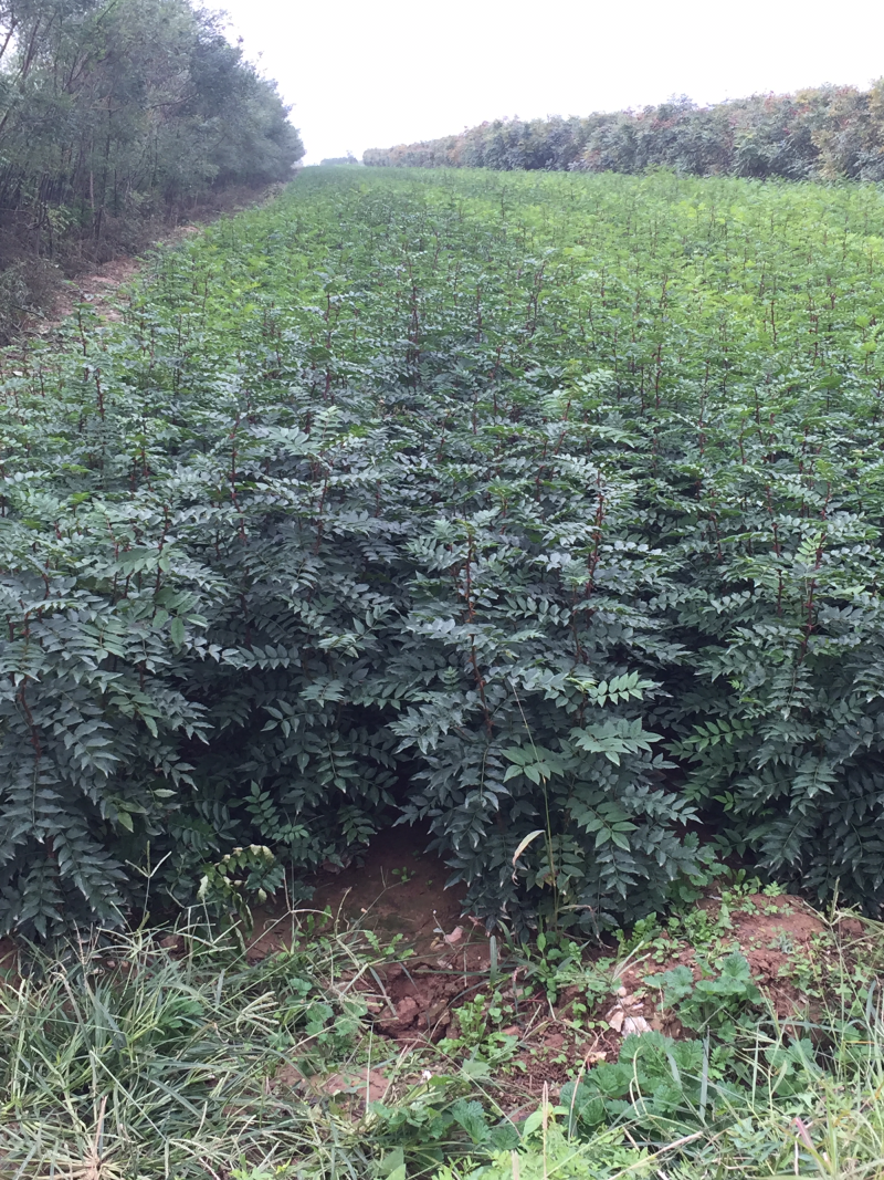 花椒苗1~2年大红袍